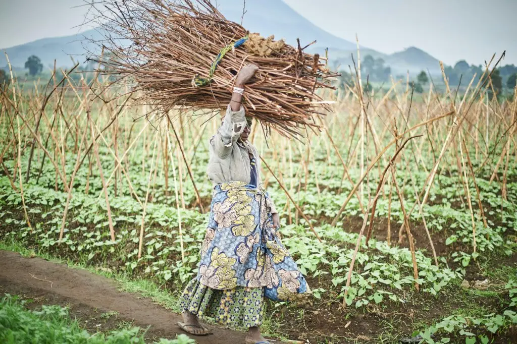A woman carrying firewood across a lush field in Kinshasa, DRC, showcasing rural life and agriculture.