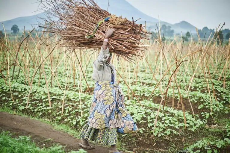 A woman carrying firewood across a lush field in Kinshasa, DRC, showcasing rural life and agriculture.